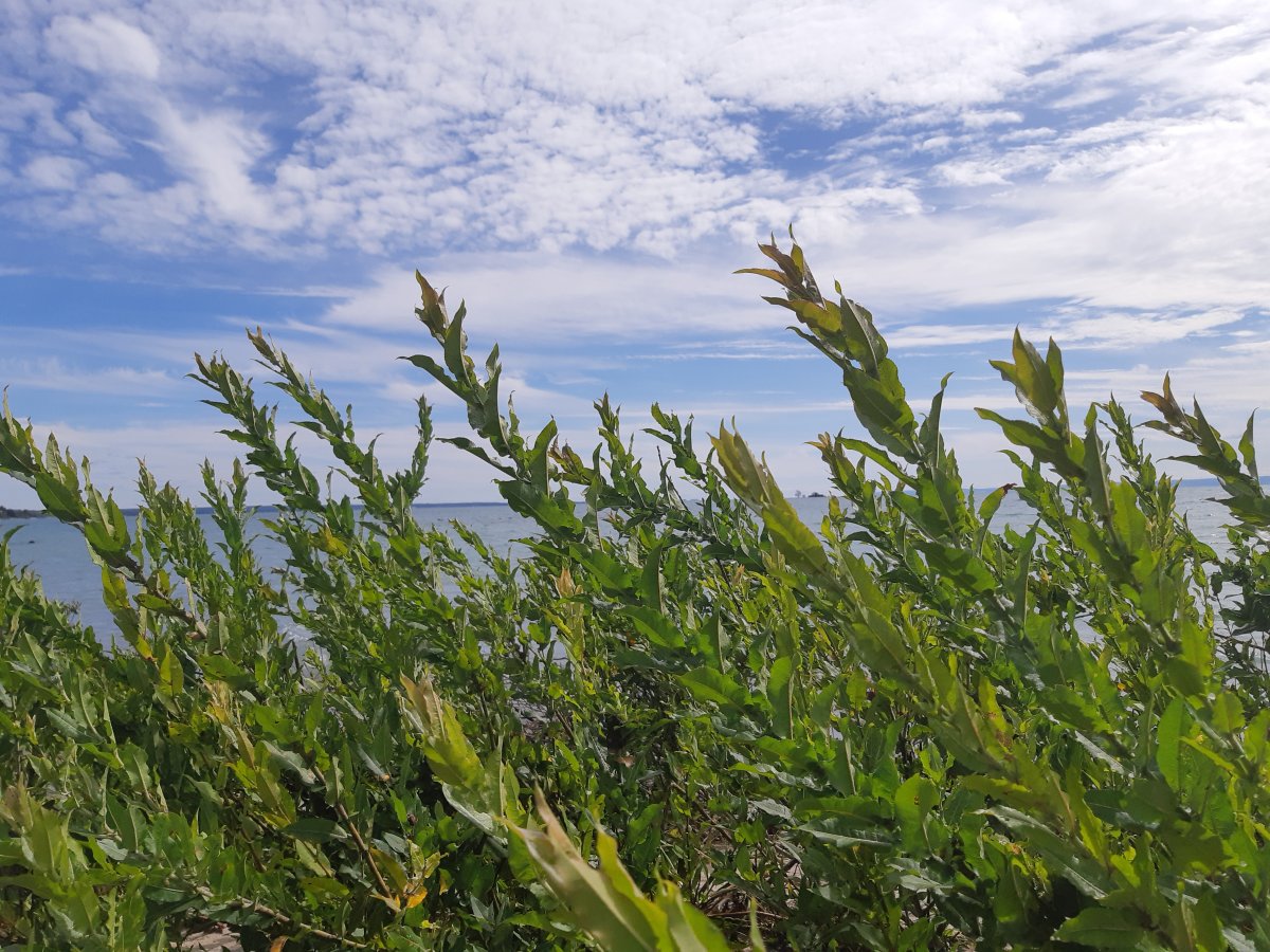 A serene lake surrounded by lush plants, offering a peaceful space to remember my sister